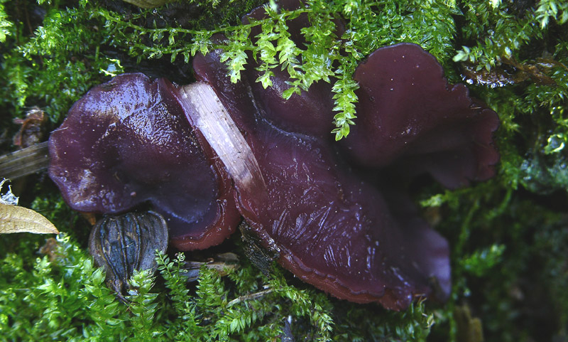 Ascocoryne sarcoides/cylichnium...